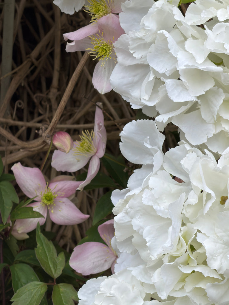 Hydrangea French - Cream