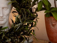 The Leontine