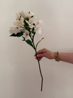 Alstroemeria Empress - Cream