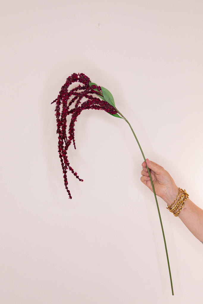 Amaranthus - Claret