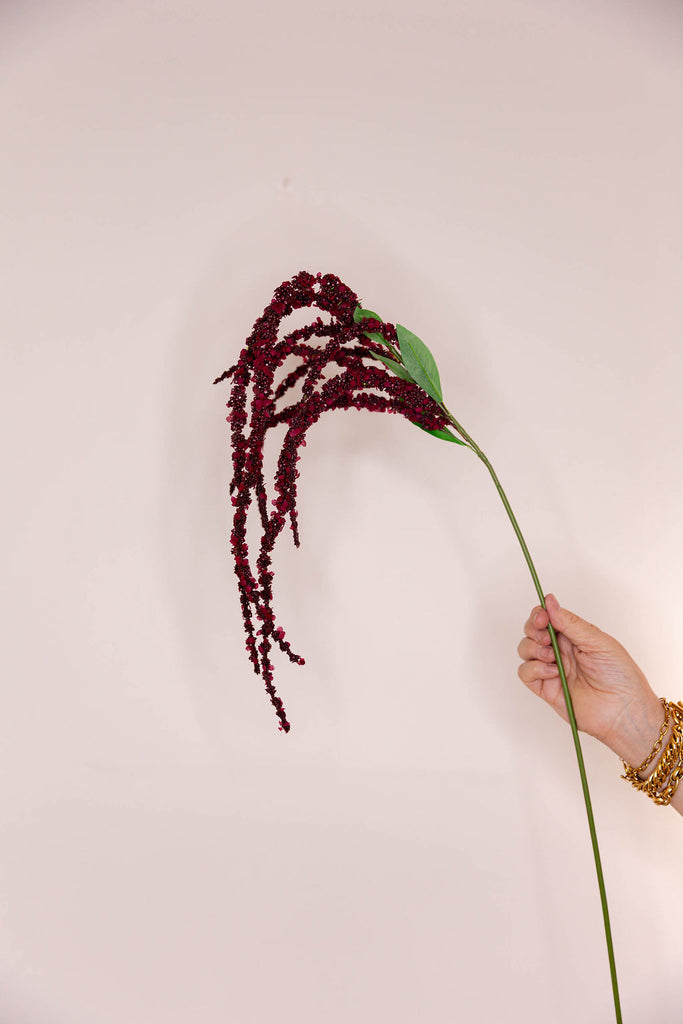Amaranthus - Claret