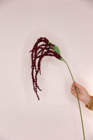Amaranthus - Claret