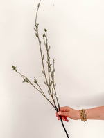 Royal Pussy Willow - Pale Green