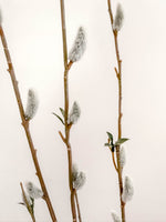 Royal Pussy Willow - Pale Green