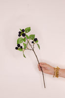 Blackberry stem spray