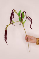 Catkin - Claret