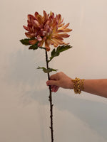 Chrysanthemum single stem Honey