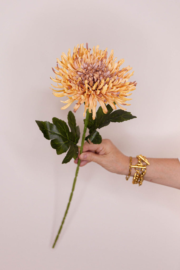 Chrysanthemum Honey Silk