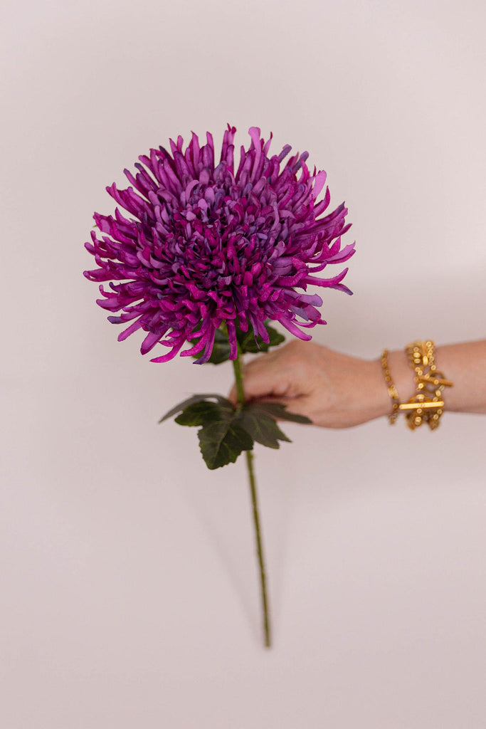 Chrysanthemum Magenta