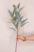 Eucalyptus Nicholii