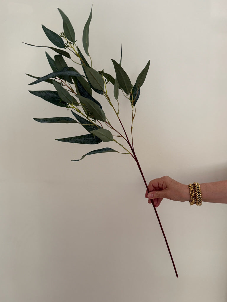 Eucalyptus Nicholii