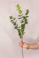 Eucalyptus - Green