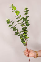 Eucalyptus - Green