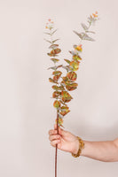 Eucalyptus - Green and Red