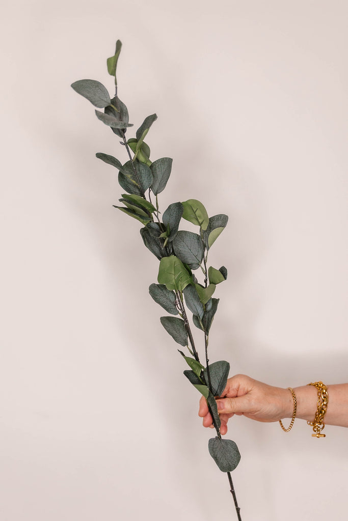 Eucalyptus Silver Dollar