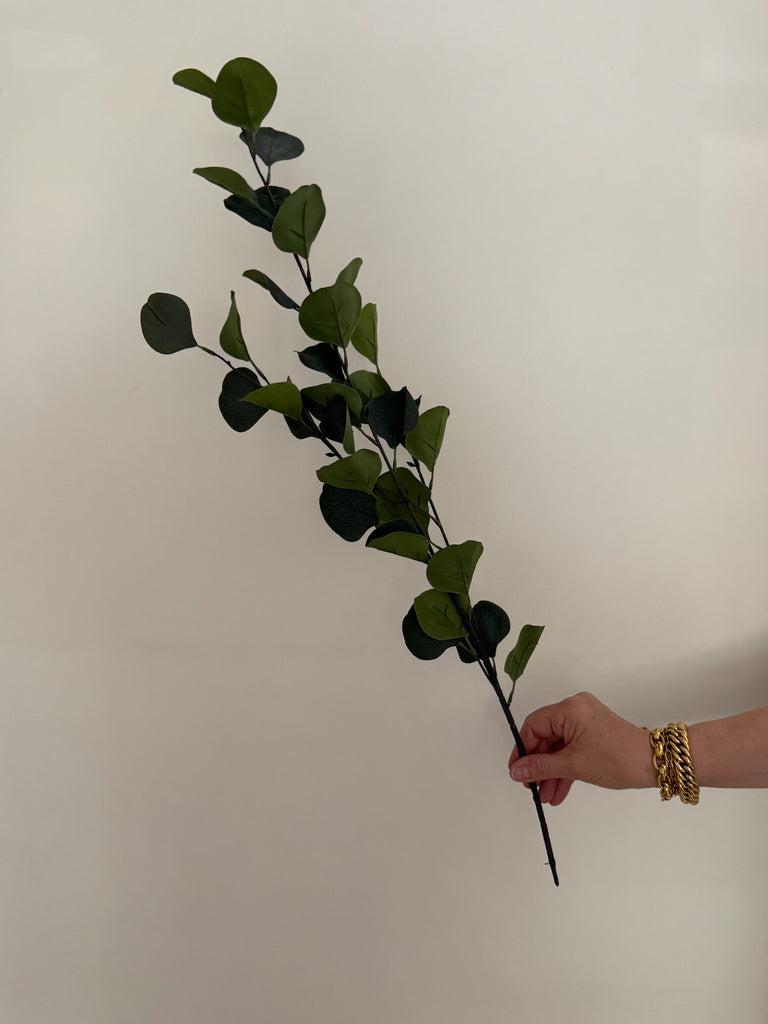 Eucalyptus Silver Dollar