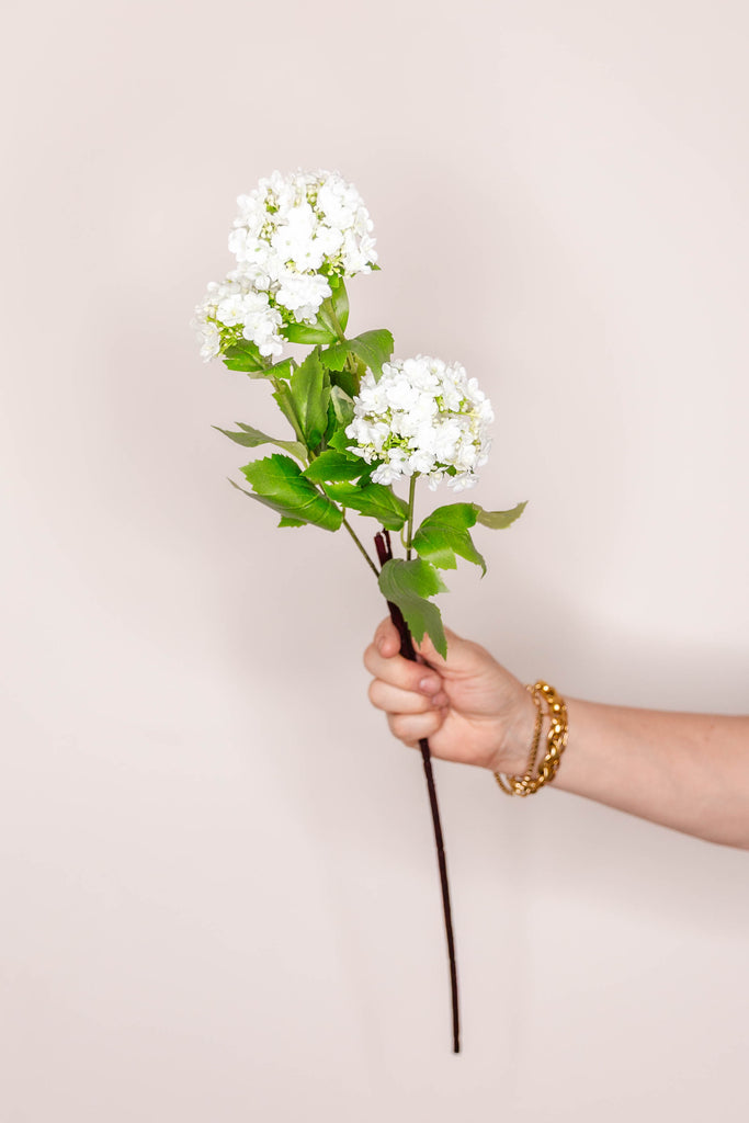 Geranium Kalanchoe - White