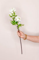 Geranium Kalanchoe - White
