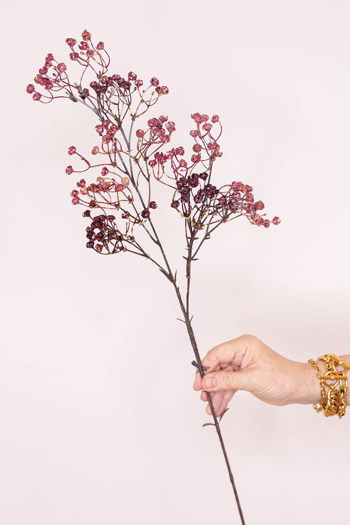 Gypsophila Claret - Linium