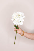 Hydrangea French - Cream