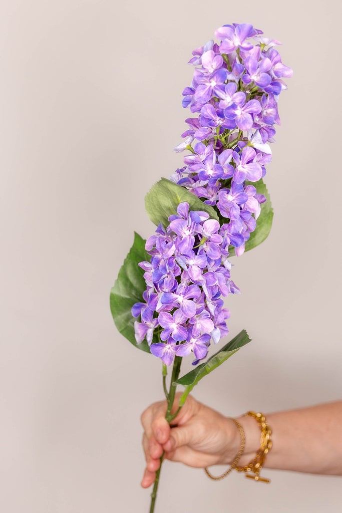 Hydrangea Paniculata - Lilac