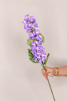 Hydrangea Paniculata - Lilac