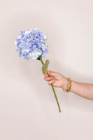 Hydrangea French - Blue