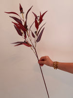 Eucalyptus Nicholii Marsala Red