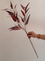 Eucalyptus Nicholii Marsala Red