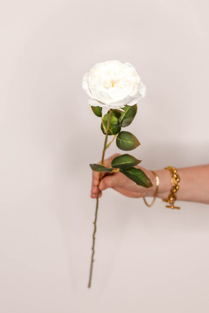 Rose Austin – Cream