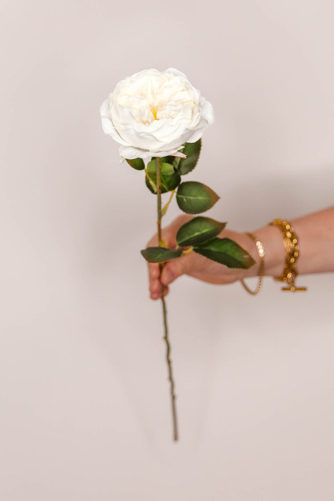Rose Austin – Cream