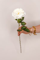 Rose Austin – Cream