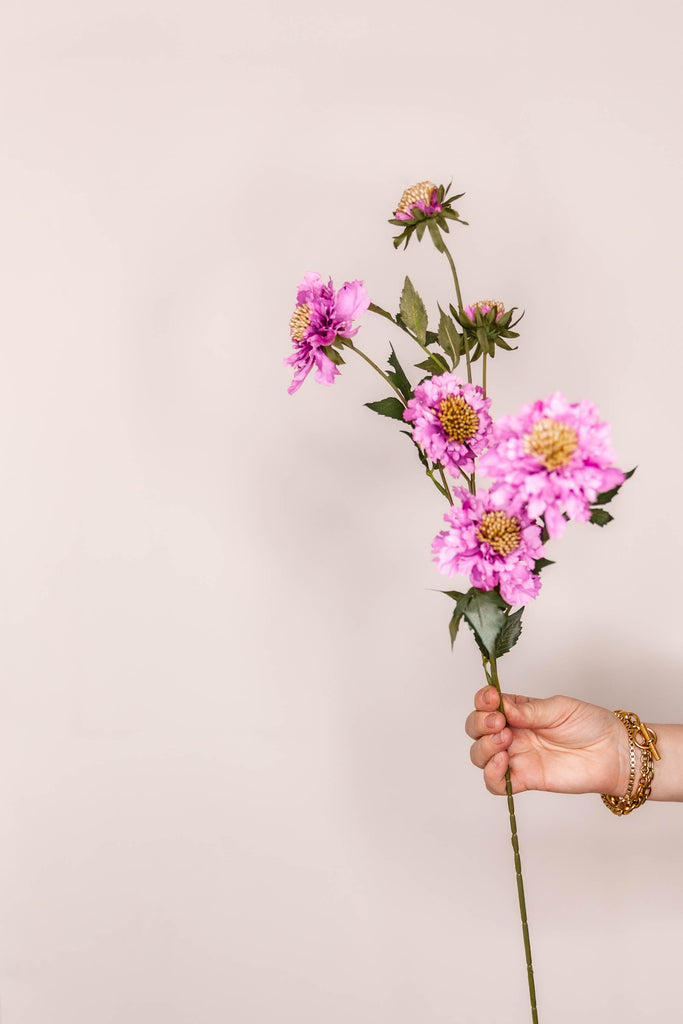 Scabiosa – Blush Pink