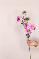 Scabiosa – Blush Pink