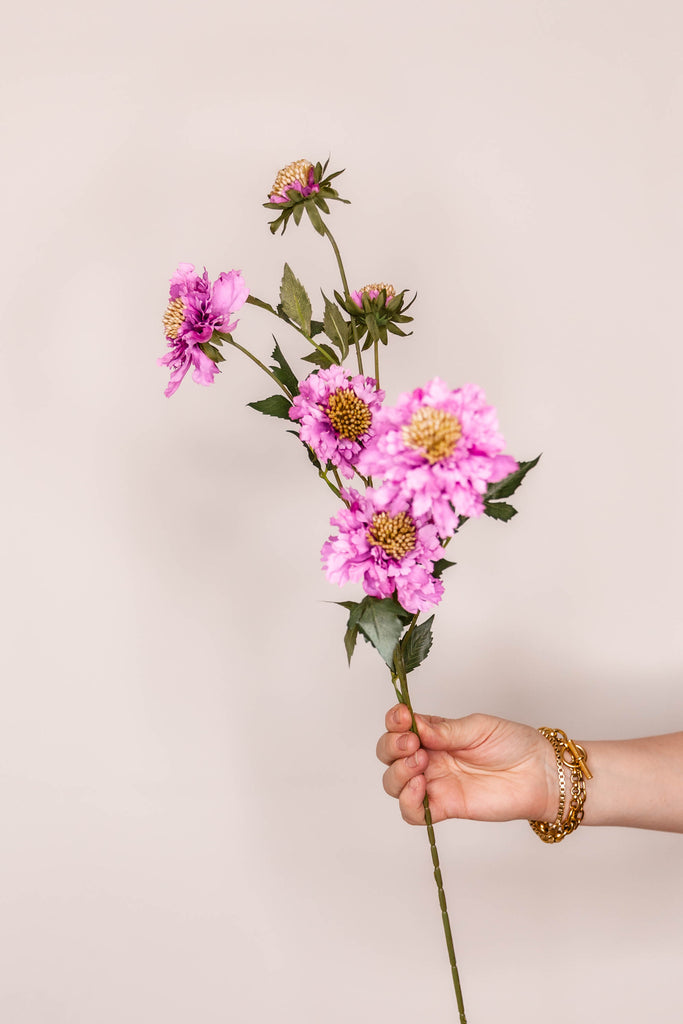 Scabiosa – Blush Pink