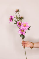 Scabiosa – Blush Pink