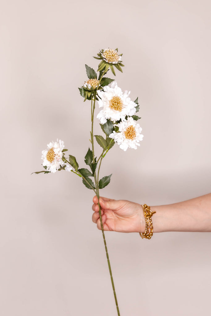 Scabiosa – Cream