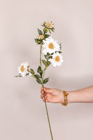 Scabiosa – Cream