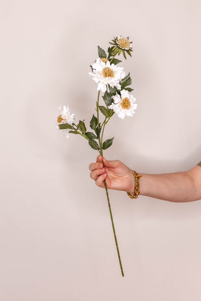 Scabiosa – Cream