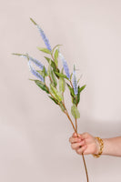 Veronica  - Blue