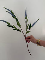 Veronica  - Blue